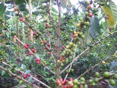 秋季混合咖啡豆怎麼樣蘇門答臘/肯尼亞/祕魯混合咖啡杯測味道特點