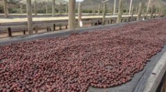 墨西哥產咖啡嗎 墨西哥科塔佩克咖啡風味怎麼樣咖啡豆種植品種