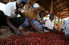 星巴克肯尼亞咖啡豆高級精選 星巴克肯尼亞咖啡豆冷釀咖啡方法