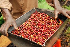 埃塞俄比亞阿爾迪Ardi咖啡豆介紹 水洗阿爾迪Ardi咖啡豆風味口感