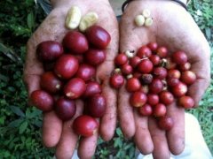 哥斯大黎加咖啡產區布倫卡周邊有哪些咖啡莊園黑蜜咖啡豆風味描述