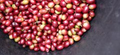 咖啡產地蘇門答臘原鄉之旅 星巴克蘇門答臘咖啡是陳年豆嗎