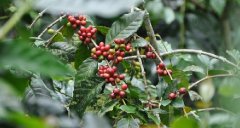 星巴克典藏咖啡-瓜地馬拉拉科利納農場咖啡風味介紹 咖啡包裝設計