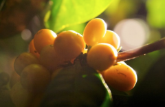 玻利維亞曼陀羅莊園介紹 日曬帝比卡種Typica咖啡樹生長環境