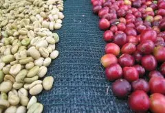 蒲隆地微批次咖啡豆 齊加碼Mibirizi咖啡豆種植故事風味描述特點