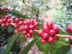 最先進的低咖啡因處理法介紹 肯尼亞奇旺地處理場咖啡豆風味描述
