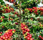 巴拿馬咖啡依利達農莊Catuai種咖啡溼處理烘焙咖啡風味
