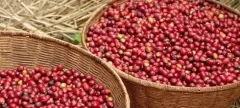 咖啡分類等級標準 arabica 和robusta咖啡區別是什麼