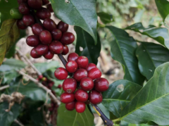 全球最大咖啡生產國 巴西Mantiqueirawas世界最好的咖啡產區之一