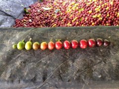 薩爾瓦多Mi Tierra咖啡莊園介紹 咖啡種植品種加工方法口感描述