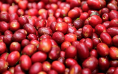 尼加拉瓜咖啡產區安晶莊園 蜜處理咖啡豆種植海拔高度風味描述