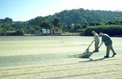 薩爾瓦多阿根廷咖啡莊園卡蒂姆Catimor咖啡豆種植採摘過程風味特