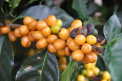 埃塞俄比亞利姆野生咖啡豆介紹 野生利姆咖啡豆杯測分值風味描述