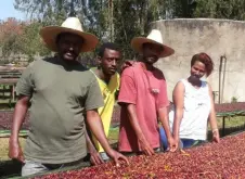 埃塞俄比亞咖啡故事 埃塞俄比亞咖啡產量排名 埃塞俄比亞咖啡品質