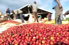埃塞俄比亞咖啡介紹 Mormora咖啡種植園咖啡豆杯測風味口感好嗎
