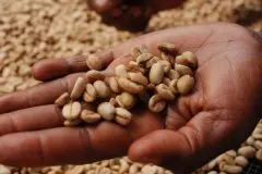 盧旺達咖啡產區基戈馬 100％紅色波本威士忌咖啡日曬風味烘焙特點