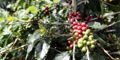 坦桑尼亞Mbeya Hope B水洗咖啡豆烘焙程度風味特點 咖啡豆品種