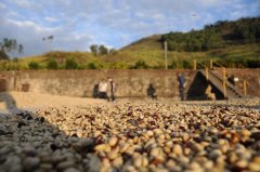 哥倫比亞咖啡產區託利馬 託利馬莊園咖啡處理發酵時間風味特點