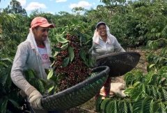 哥倫比亞咖啡豆介紹 Dayana咖啡莊園故事Catuai紅蜜處理咖啡特點