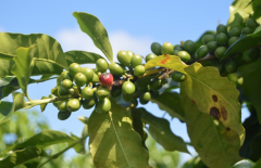 中美洲咖啡生產國有哪些 危地馬拉咖啡產區有幾個 尼加拉瓜種植區