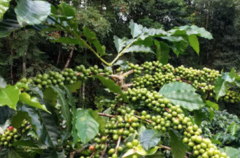 巴西種植咖啡的優勢 Fazenda Lagoa咖啡豆品種風味特點