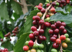 尼加拉瓜咖啡與多米尼加共和國咖啡種植條件介紹 咖啡豆特點