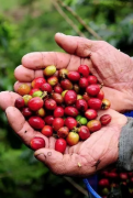 越南咖啡發展歷史 越南咖啡種植地在越南哪裏 咖啡種植面積多大