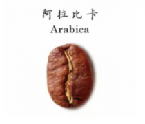 阿拉比卡咖啡酸麼 百分百阿拉比卡咖啡生長的適宜高度