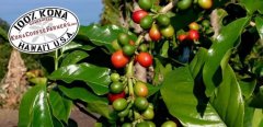 有機咖啡和傳統咖啡的區別 什麼叫傳統咖啡 傳統咖啡種植方式