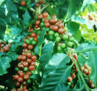 摩卡咖啡苦嗎 也門摩卡咖啡產區味道如何 也門咖啡豆爲什麼珍貴