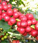 尼加拉瓜米娜莊園Finca Mama Mina最好咖啡介紹 咖啡種植技術