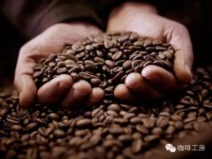 卡杜拉Caturra咖啡品種口感 Finca Mama Mina莊園咖啡豆介紹