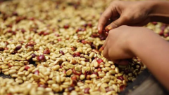 象豆咖啡生豆加工方法 危地馬拉El Platanillo莊園咖啡豆介紹