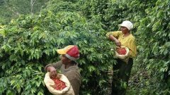Pacamara咖啡介紹 薩爾瓦多聖安娜區咖啡種植條件咖啡味道