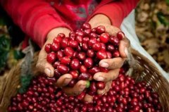 拉丁美洲危地馬拉咖啡產區 安提瓜與薇薇特南果咖啡產區風味