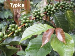 鐵皮卡咖啡 鐵皮卡咖啡豆特點 雲南產區鐵皮卡風味口感特點
