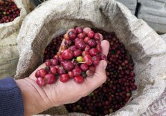 巴西波旁咖啡風味 巴西南部米納斯吉拉斯莊園咖啡種植風味