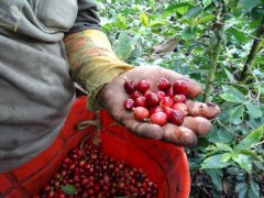 危地馬拉東部咖啡價格 咖啡種植的自然條件 咖啡種植方法和步驟