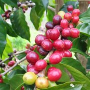 咖啡豆的採摘方法有哪些 巴西米納斯吉拉斯州咖啡豆怎麼採摘