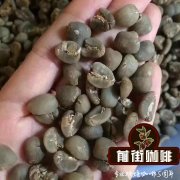 咖啡生長的自然條件 咖啡豆樹長什麼樣子 Robusta咖啡豆特點