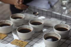 爲什麼淺焙咖啡會那麼酸？淺焙咖啡萃取度多少 淺培咖啡豆風味