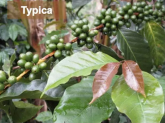 亞洲咖啡產區中國雲南咖啡/臺灣咖啡/寮國咖啡種植條件咖啡風味