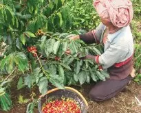 咖啡品種伊魯森林Illubabor Forest風味口感描述 咖啡豆抗病性