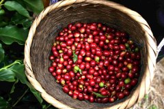 Wallenford農場種植園介紹 牙買加藍山咖啡莊園
