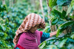 雲南最好的咖啡豆農場？雲南巴比倫咖啡豆國產生豆銷量榜首席