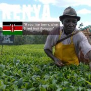 肯尼亞AATOP咖啡介紹 肯尼亞咖啡加杜亞咖啡豆風味特點 