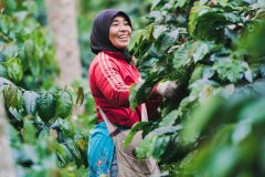 印尼適合種咖啡嗎？咖啡豆溼刨法的處理方式印尼咖啡獨特特徵