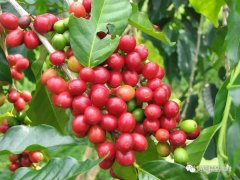 尼加拉瓜Madriz產區 蘇雅達莊園高度專業技術咖啡專家品質監控