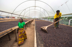 烏干達Kisinga莊園故事：促進當地青年咖農就業可持續發展計劃