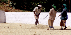 印度咖啡主要種植品種 季風馬拉巴特點風味 印度咖啡分級制度